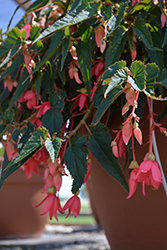 Summerwings Rose Begonia (Begonia 'Summerwings Rose') at Lakeshore Garden Centres