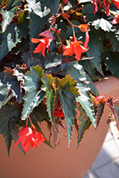 Mistral Dark Red Begonia (Begonia boliviensis 'KLEBG14477') at Lakeshore Garden Centres