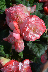 Nonstop Rose Petticoat Begonia (Begonia 'Nonstop Rose Petticoat') at Lakeshore Garden Centres