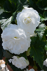 Nonstop White Begonia (Begonia 'Nonstop White') at A Very Successful Garden Center