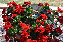 Solenia Velvet Red Begonia (Begonia x hiemalis 'Solenia Velvet Red') at Lakeshore Garden Centres