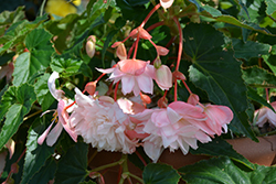 Belleconia Apricot Blush Begonia (Begonia 'Belleconia Apricot Blush') at Lakeshore Garden Centres