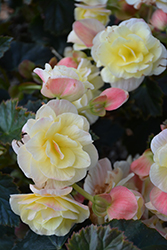 Solenia Light Yellow Begonia (Begonia x hiemalis 'Solenia Light Yellow') at Lakeshore Garden Centres