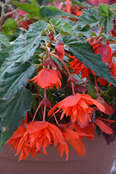 Belleconia Hot Orange Begonia (Begonia 'Belleconia Hot Orange') at Lakeshore Garden Centres