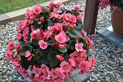 Solenia Light Pink Begonia (Begonia x hiemalis 'Solenia Light Pink') at Lakeshore Garden Centres