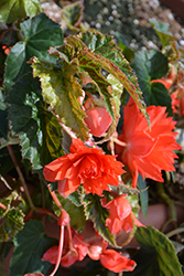 Belleconia Salmon Begonia (Begonia 'Belleconia Salmon') at Lakeshore Garden Centres
