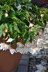 Belleconia Snow Begonia (Begonia 'Belleconia Snow') at Lakeshore Garden Centres