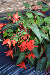 Summerwings Coral Elegance Begonia (Begonia 'Summerwings Coral Elegance') at Lakeshore Garden Centres