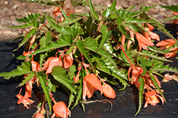 Summerwings Apricot Improved Begonia (Begonia 'Summerwings Apricot Improved') at Lakeshore Garden Centres