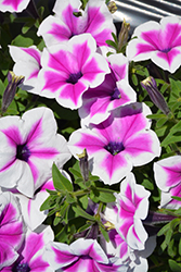 Surprise Purple Dance Petunia (Petunia 'Surprise Purple Dance') at Lakeshore Garden Centres