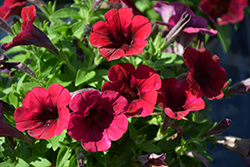 Sweetunia Burgundy Petunia (Petunia 'Sweetunia Burgundy') at Lakeshore Garden Centres