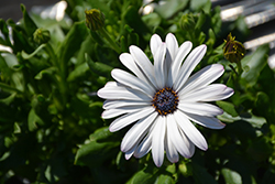 Margarita Supreme White African Daisy (Osteospermum 'Margarita Supreme White') at Golden Acre Home & Garden