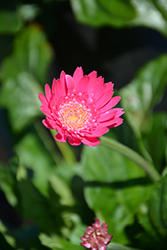 Garvinea Lydia Gerber Daisy (Gerbera 'Garvinea Lydia') at Lakeshore Garden Centres
