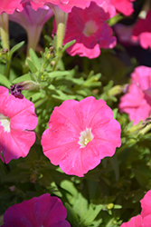 Picobella Pink Petunia (Petunia 'Picobella Pink') at Lakeshore Garden Centres