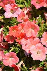 Whispers Orange Petunia (Petunia 'Whispers Orange') at Lakeshore Garden Centres