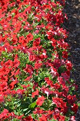 Whispers Red Petunia (Petunia 'Whispers Red') at Lakeshore Garden Centres