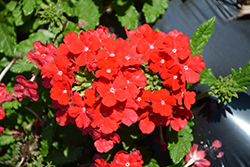 Magelana Scarlet Verbena (Verbena 'Magelana Scarlet') at Lakeshore Garden Centres