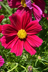 Apollo Carmine Cosmos (Cosmos 'Apollo Carmine') at Lakeshore Garden Centres