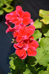Calliope Medium Crimson Flame Geranium (Pelargonium 'Calliope Medium Crimson Flame') at Lakeshore Garden Centres