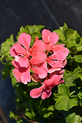 Temprano Molina Geranium (Pelargonium 'Temprano Molina') at Lakeshore Garden Centres