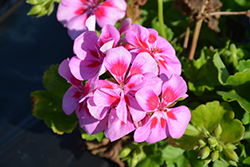 Classic Calypso Geranium (Pelargonium 'Classic Calypso') at Lakeshore Garden Centres