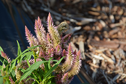 Kelos Atomic Light Pink Celosia (Celosia 'Kelos Atomic Light Pink') at Lakeshore Garden Centres