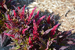 Kelos Atomic Scarlet Celosia (Celosia 'Kelos Atomic Scarlet') at Lakeshore Garden Centres