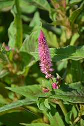 Kelos Fire Purple Violet Celosia (Celosia 'Kelos Fire Purple Violet') at Lakeshore Garden Centres