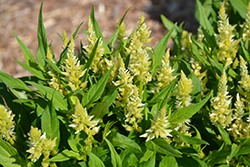 Kelos Fire Lime Celosia (Celosia 'Kelos Fire Lime') at Lakeshore Garden Centres