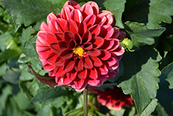 Labella Grande Red Dahlia (Dahlia 'Labella Grande Red') at Lakeshore Garden Centres