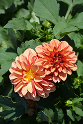 Labella Grande Orange Bicolor Dahlia (Dahlia 'Labella Grande Orange Bicolor') at Lakeshore Garden Centres