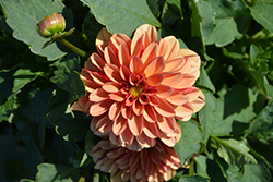 Labella Grande Orange Bicolor Dahlia (Dahlia 'Labella Grande Orange Bicolor') at Lakeshore Garden Centres
