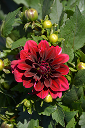 Labella Grande Magenta Dahlia (Dahlia 'Labella Grande Magenta') at Lakeshore Garden Centres