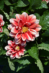 Labella Grande Neon Bicolor Dahlia (Dahlia 'Labella Grande Neon Bicolor') at Lakeshore Garden Centres