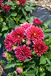 Labella Grande Deep Purple Dahlia (Dahlia 'Labella Grande Deep Purple') at Lakeshore Garden Centres