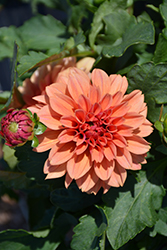 Labella Grande Dark Orange Dahlia (Dahlia 'Labella Grande Dark Orange') at Lakeshore Garden Centres