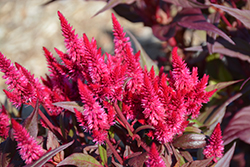 Kelos Atomic Purple Pink Celosia (Celosia 'Kelos Atomic Purple Pink') at Lakeshore Garden Centres