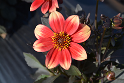 Dahlegria Red Yellow Bicolor Dahlia (Dahlia 'Dahlegria Red Yellow Bicolor') at Lakeshore Garden Centres