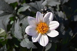 Dahlegria White Dahlia (Dahlia 'Dahlegria White') at Lakeshore Garden Centres