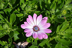 Astra Rose-White African Daisy (Osteospermum 'Astra Rose-White') at Lakeshore Garden Centres