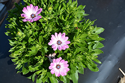 Astra Rose-White African Daisy (Osteospermum 'Astra Rose-White') at Lakeshore Garden Centres