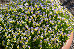 Hip Hop Bluebunny Pansy (Viola 'Hip Hop Bluebunny') at Lakeshore Garden Centres