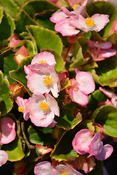 Sprint Plus Apple Blossom Begonia (Begonia 'Sprint Plus Apple Blossom') at Lakeshore Garden Centres