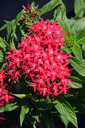 Graffiti OG Lipstick Star Flower (Pentas lanceolata 'Graffiti OG Lipstick') at Lakeshore Garden Centres
