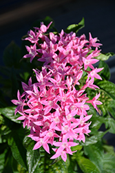 Graffiti OG Pink Star Flower (Pentas lanceolata 'Graffiti OG Pink') at Lakeshore Garden Centres