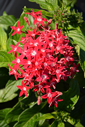 Graffiti OG Bright Red Star Flower (Pentas lanceolata 'Graffiti OG Bright Red') at Lakeshore Garden Centres