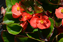 Sprint Plus Orange Begonia (Begonia 'Sprint Plus Orange') at Lakeshore Garden Centres