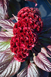 Dracula Celosia (Celosia cristata 'Dracula') at Lakeshore Garden Centres