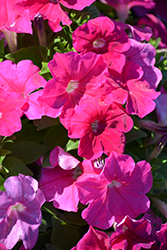 Pretty Flora Rose Petunia (Petunia 'PAS1157219') at Lakeshore Garden Centres