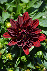 Grandalia Dark Red Dahlia (Dahlia 'Grandalia Dark Red') at Lakeshore Garden Centres